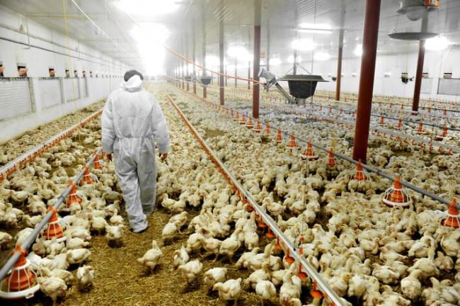 wabah-flu-burung-jepang-musnahkan-330000-ekor-ayam