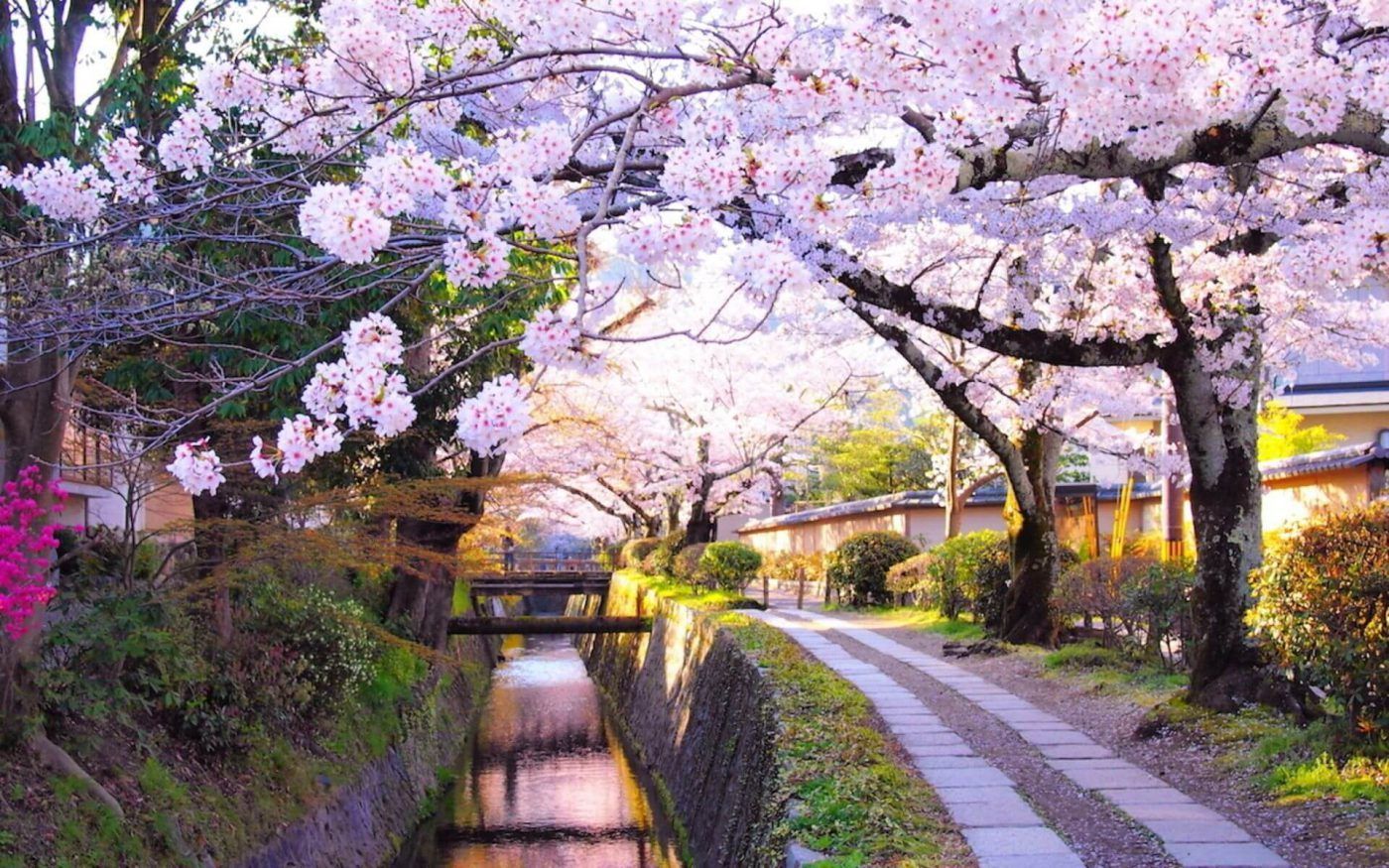 jepang-berencana-buka-pariwisata-pada-musim-semi-2021-ini-alasannya