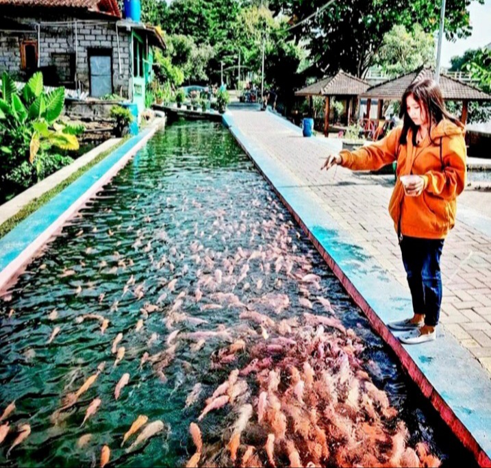 tempat-wisata-dengan-sungai-jernih-penuh-ikan-seperti-di-jepang?page=all